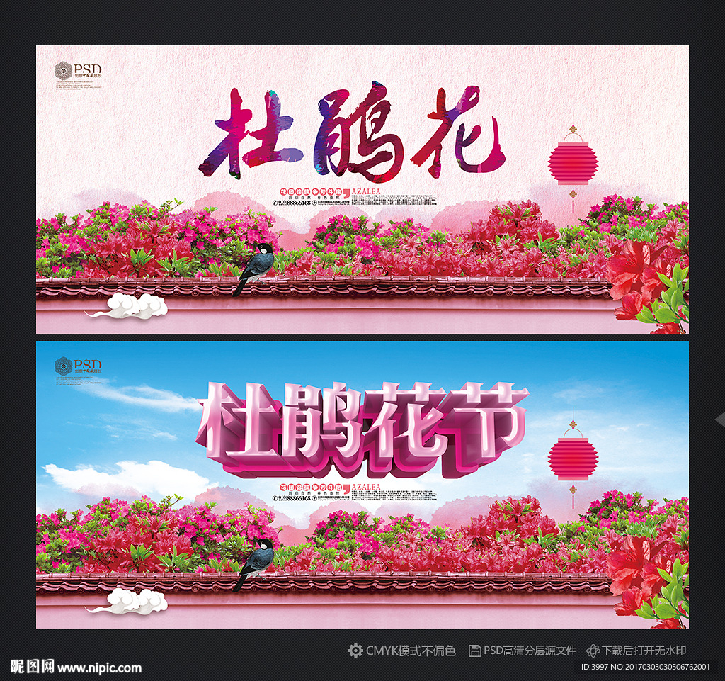 杜鹃花
