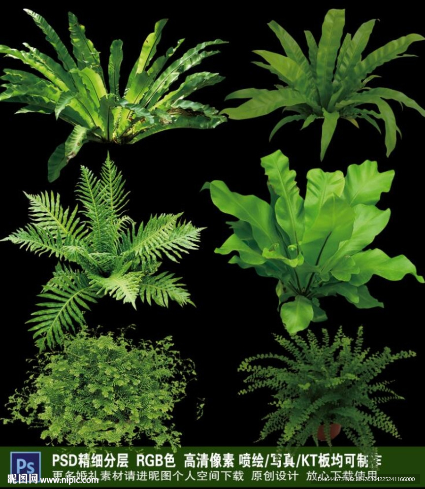 森系植物素材