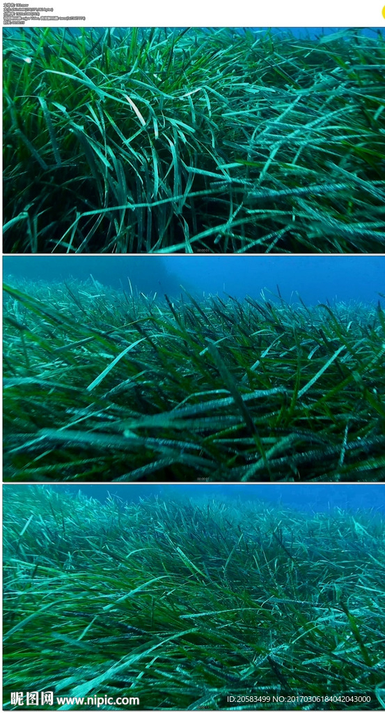 深海草丛