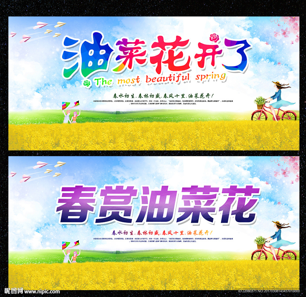 油菜花