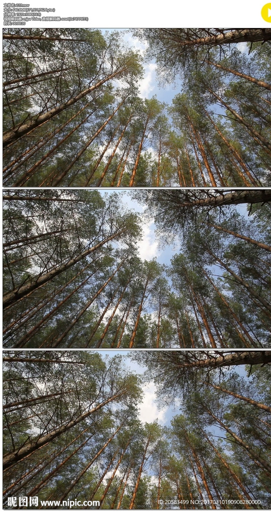仰拍挺拔的松树林