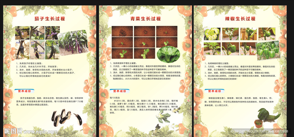 植物生长过程