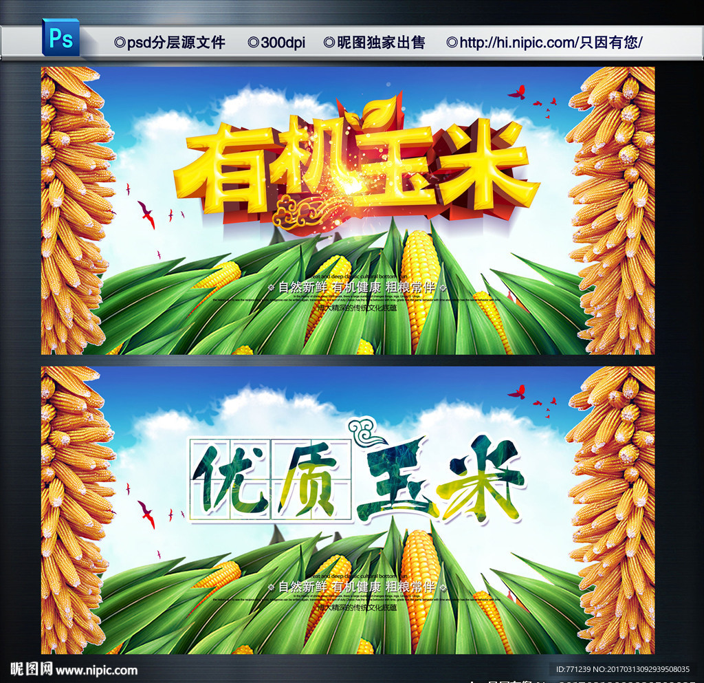 有机玉米 优质玉米