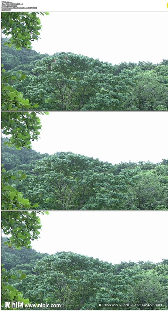 小鸟从树林飞出实拍视频素材