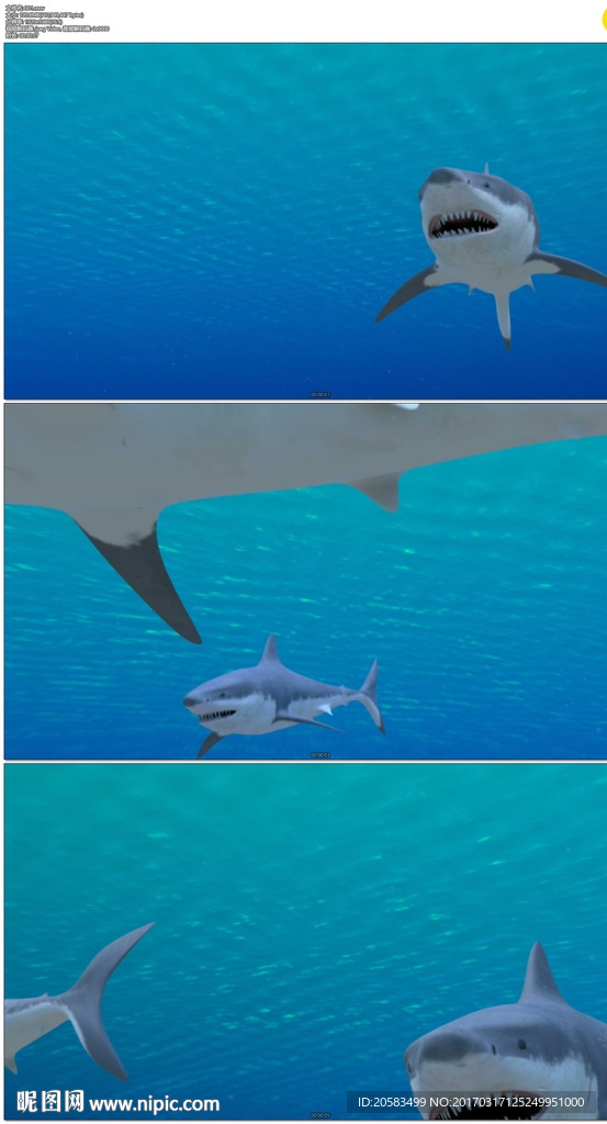 海底大白鲨三维动画视频素材