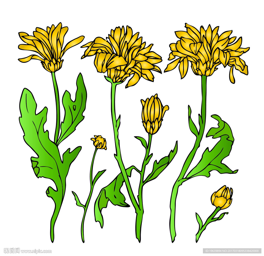 菊花