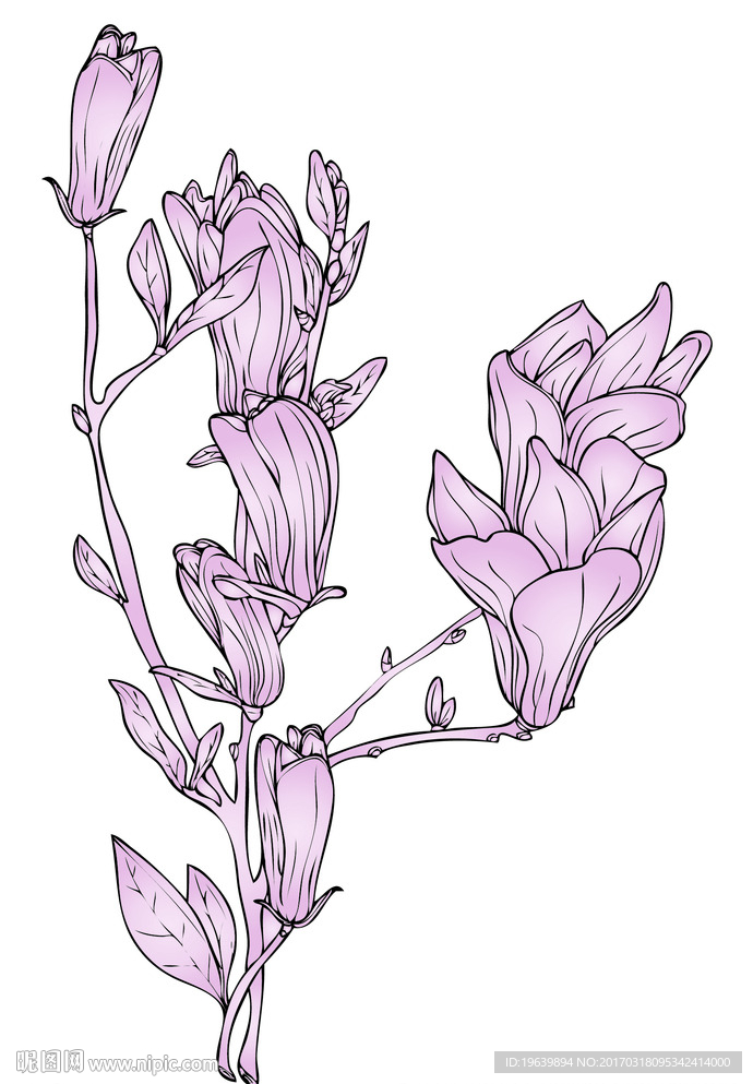 玉兰花