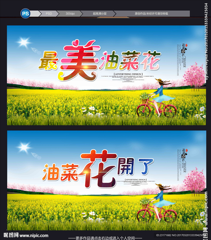 油菜花