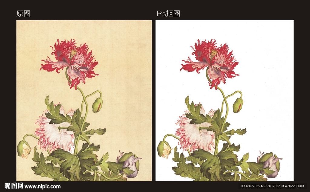 郎世宁  国画花鸟 抠图