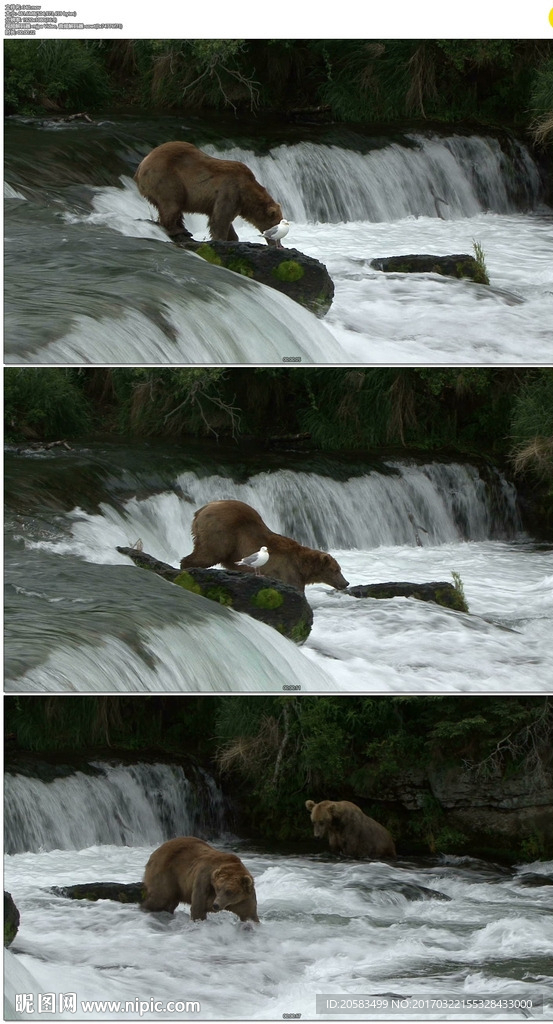 棕熊在河里捕鱼