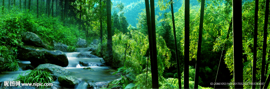井冈山竹林与山泉