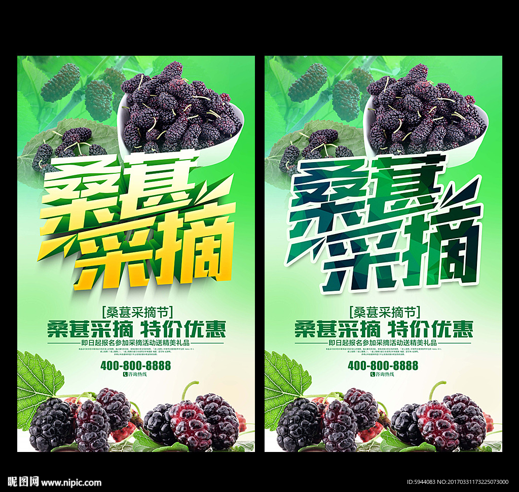 桑葚