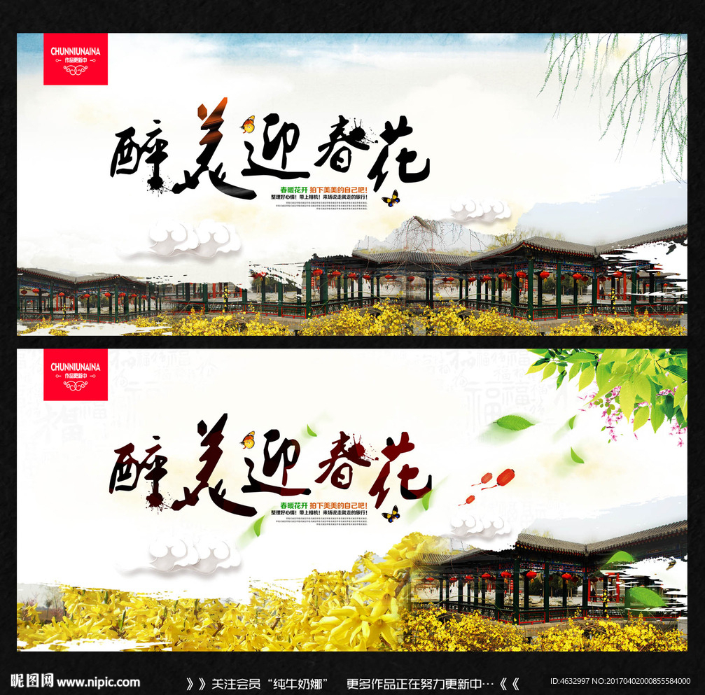 迎春花