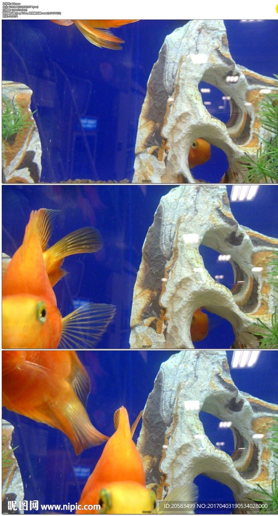 鱼缸里的三条金鱼