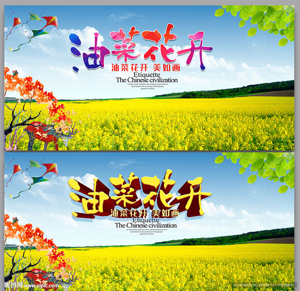 油菜花