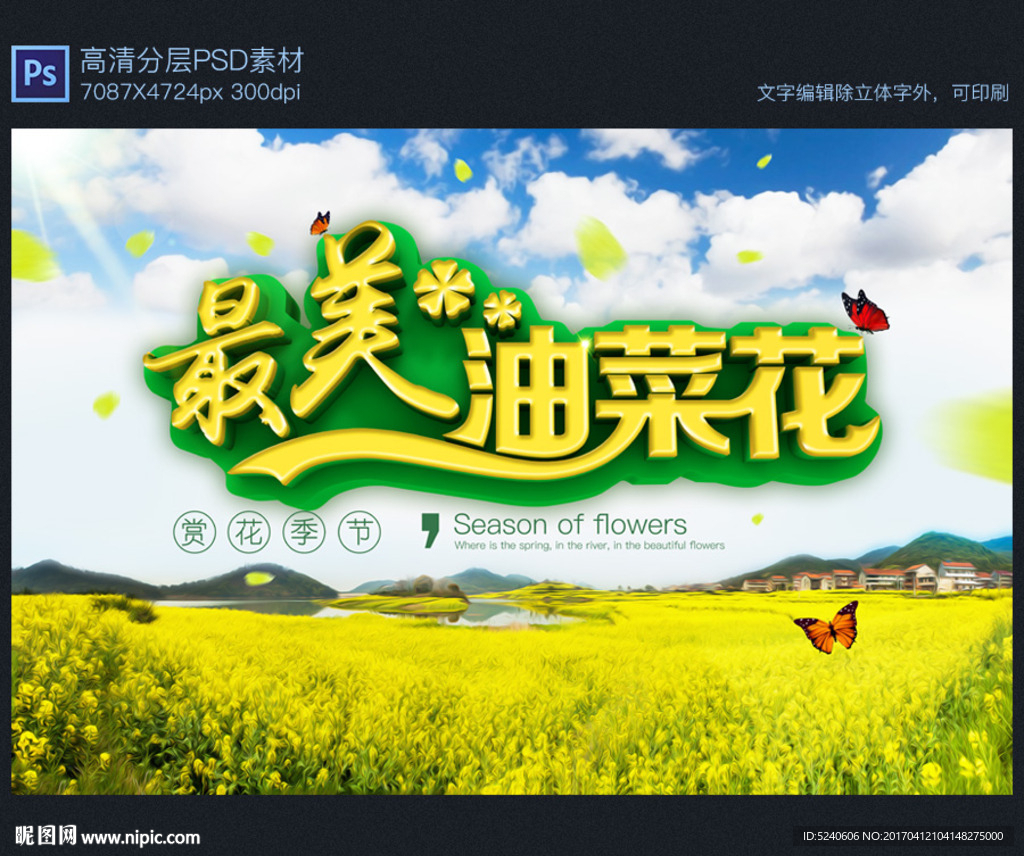 油菜花