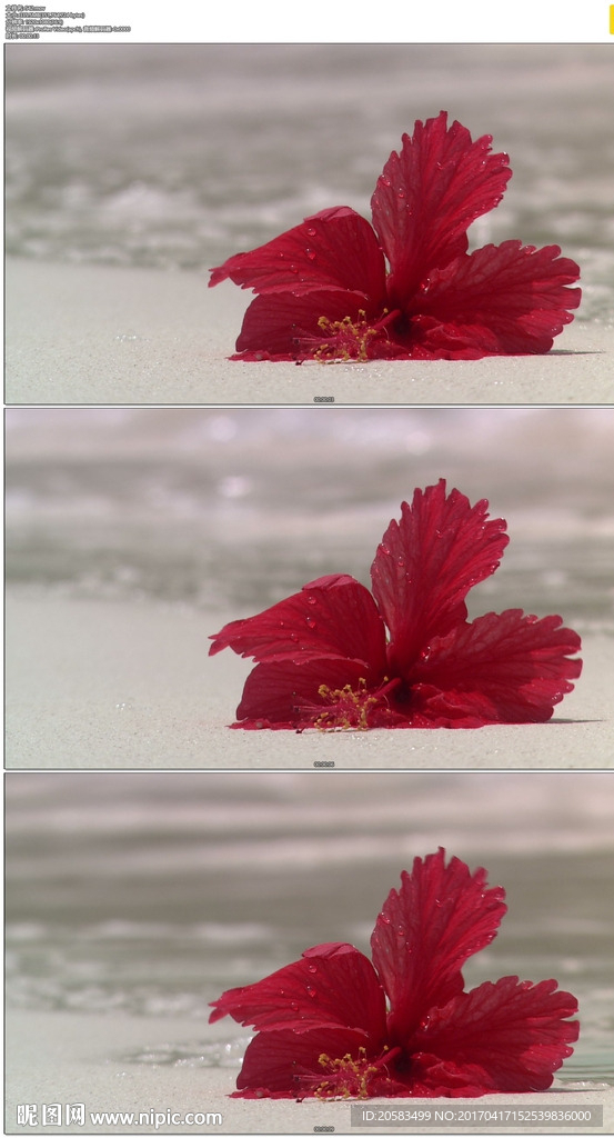 被丢弃在海滩上的红色花朵