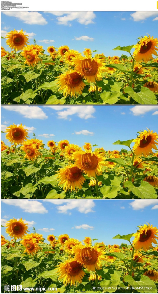 向日葵花园