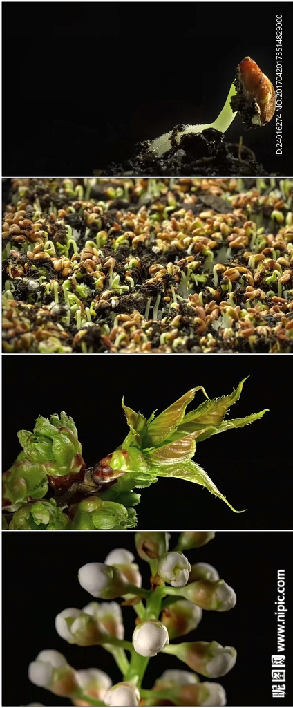 种子发芽植物生长花朵绽放