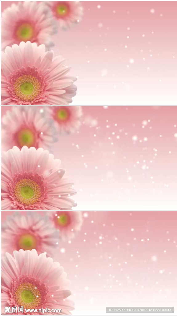 葵花背景