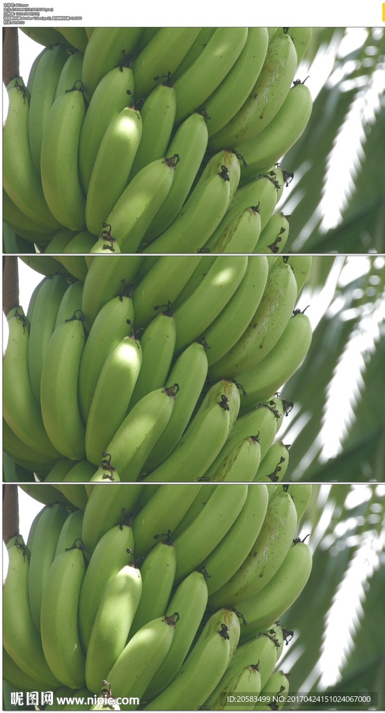 绿色香蕉