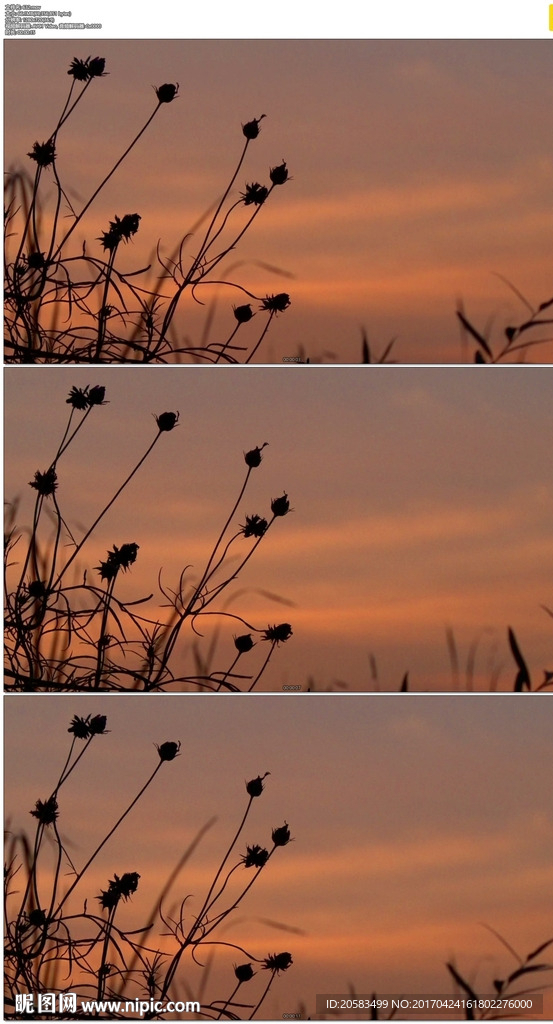 夕阳小草