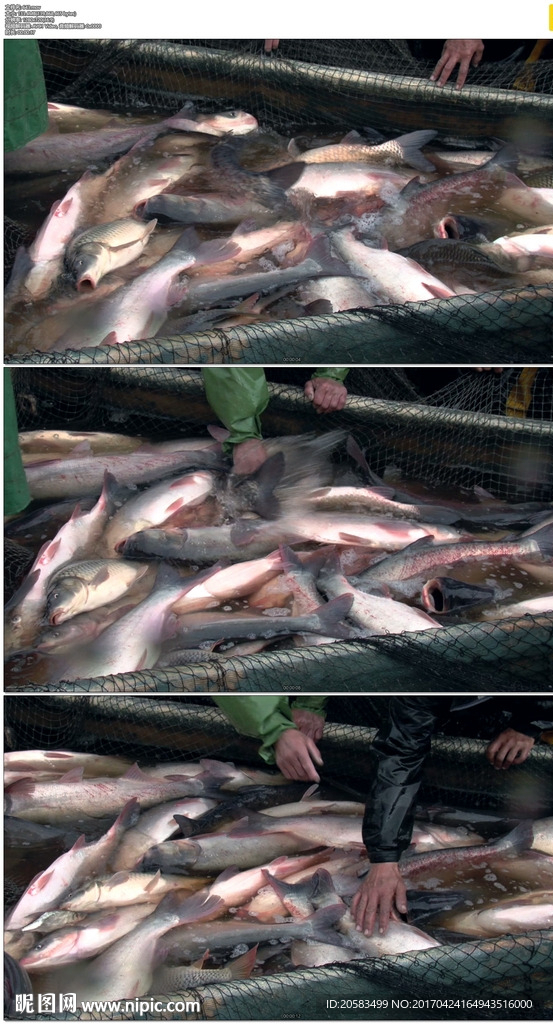 多瑙河三角洲捕鱼