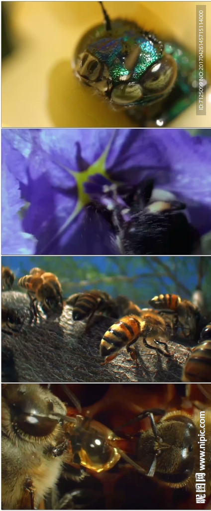 蜜蜂采蜜蜂巢蜂窝