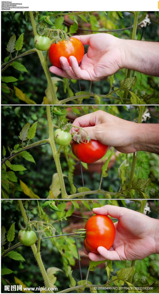 摘番茄