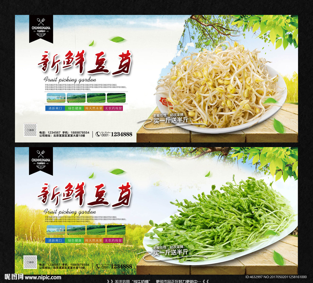 豆芽