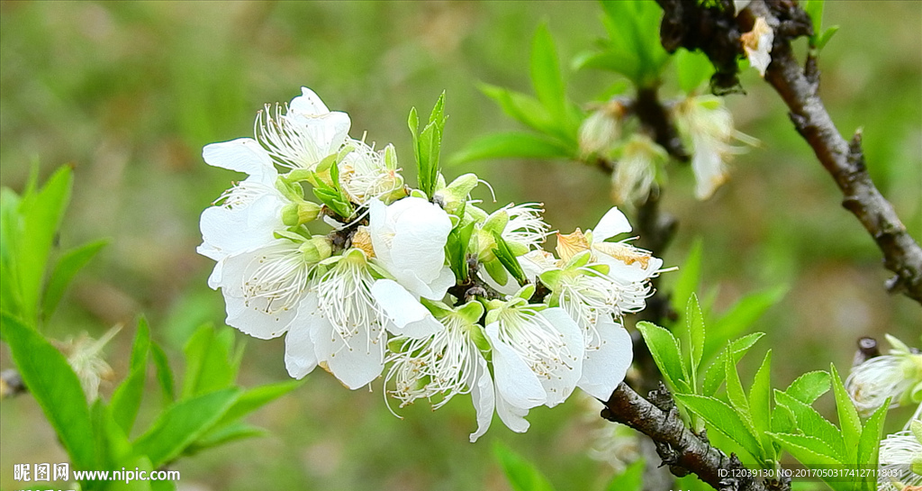 白花视频