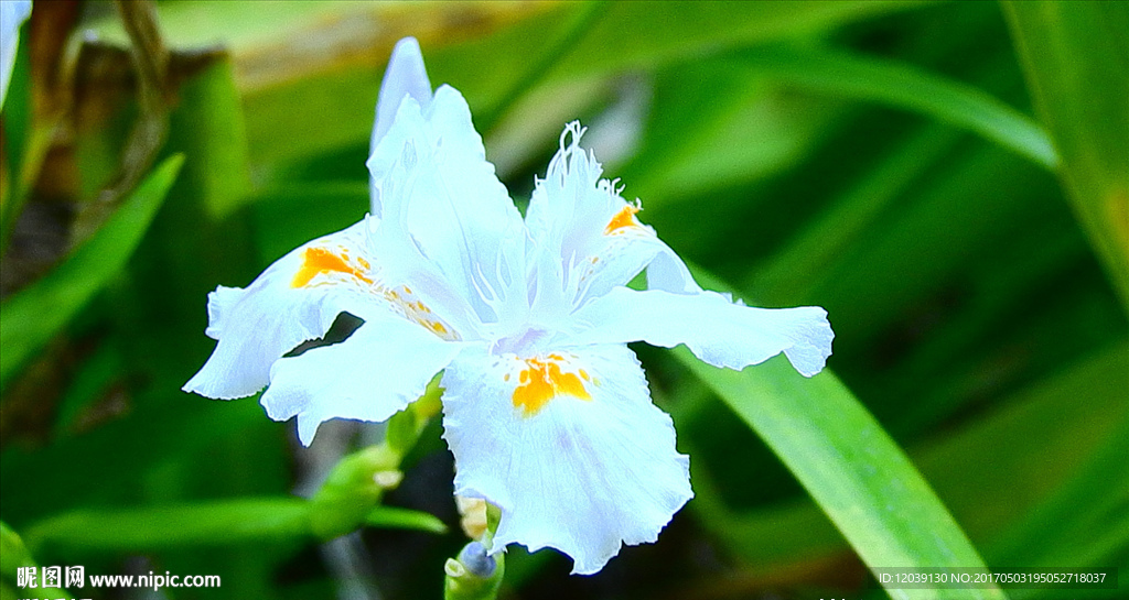 白兰花视频