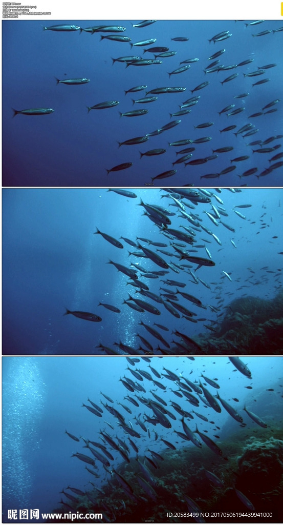蓝色海水鱼群