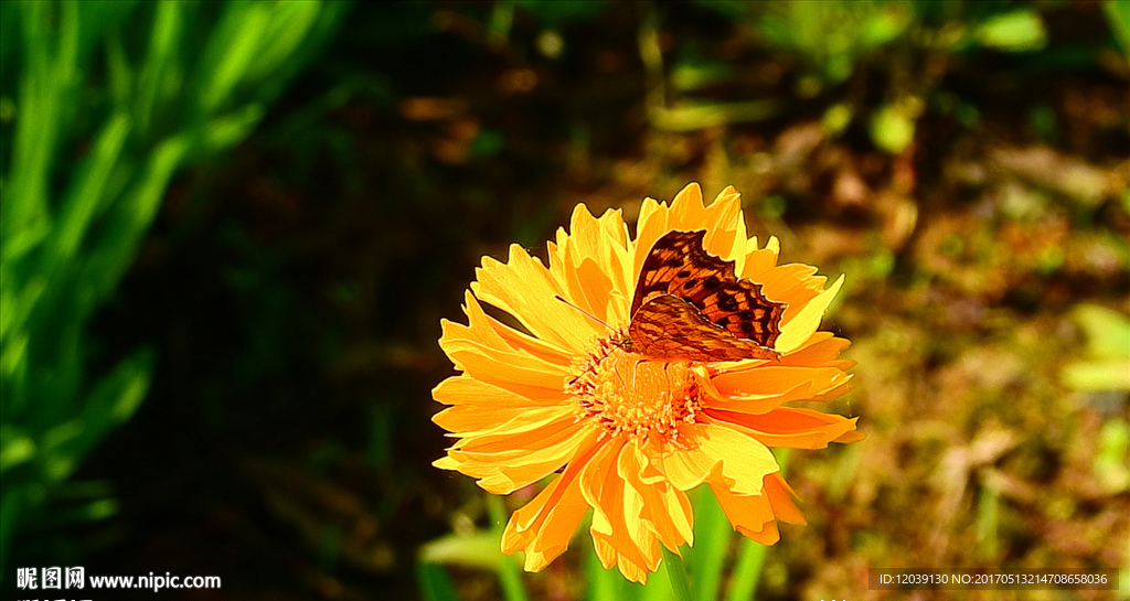 蝴蝶与花视频