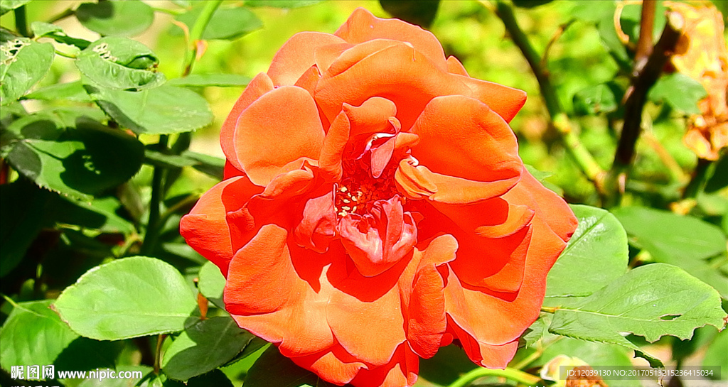 月季花视频