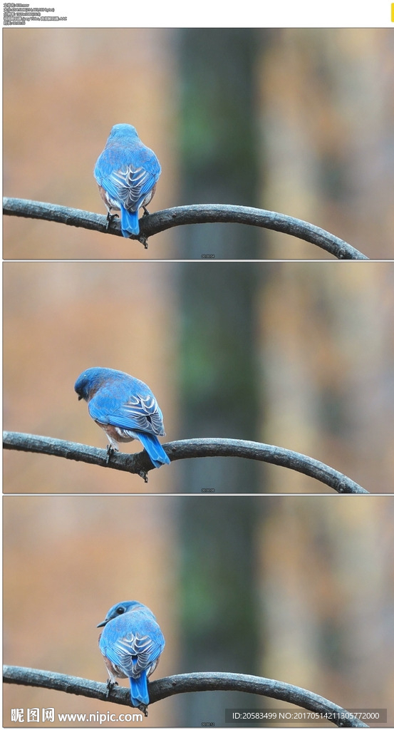 飞到树枝上的蓝色小鸟