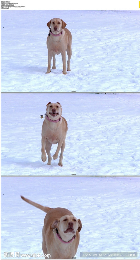 雪地奔跑的小狗