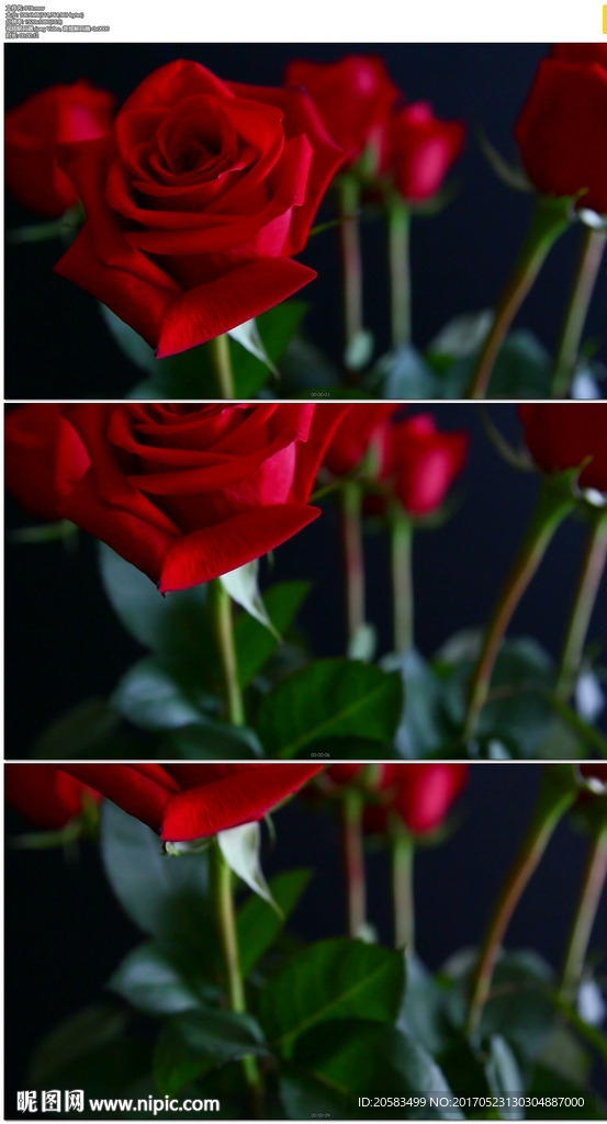 玫瑰花