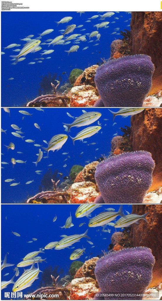 海底鱼群珊瑚礁