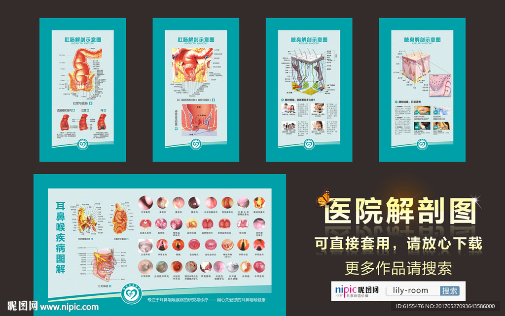 解剖图