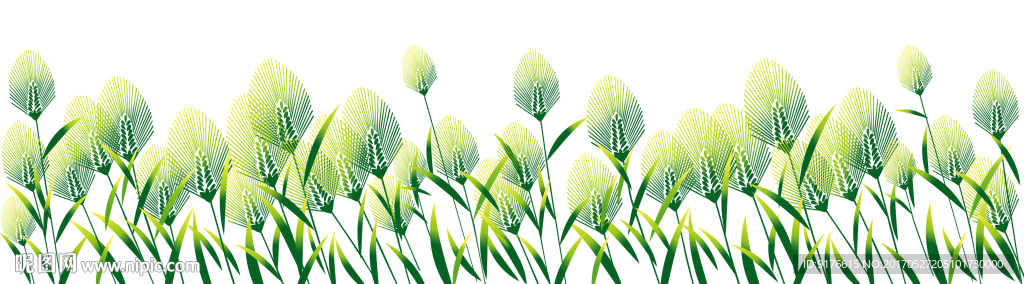 绿色麦子腰线