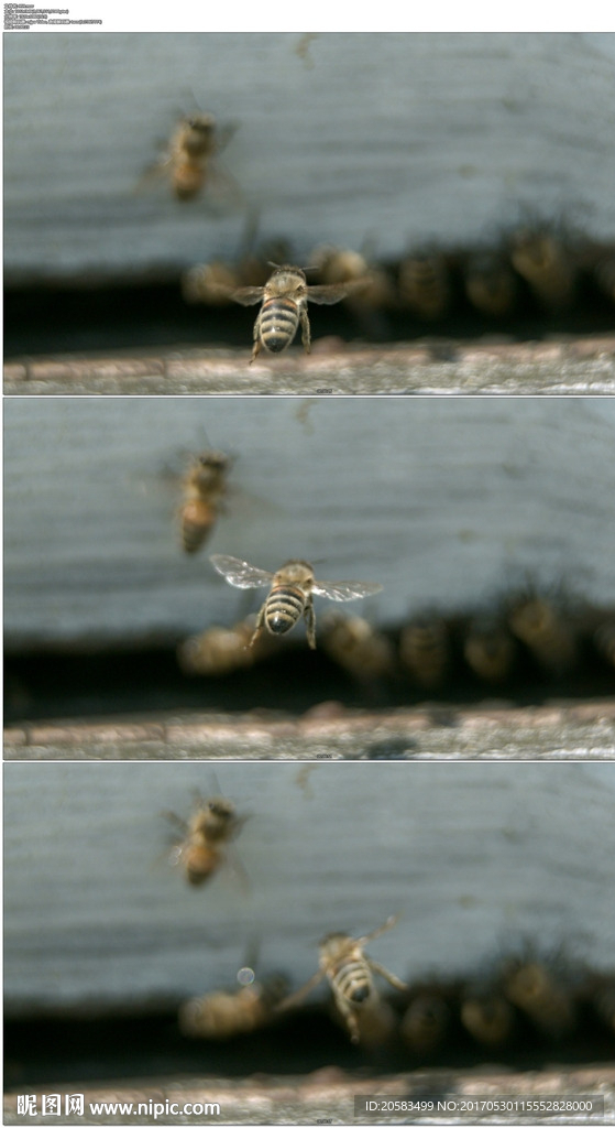 蜜蜂飞舞高清实拍