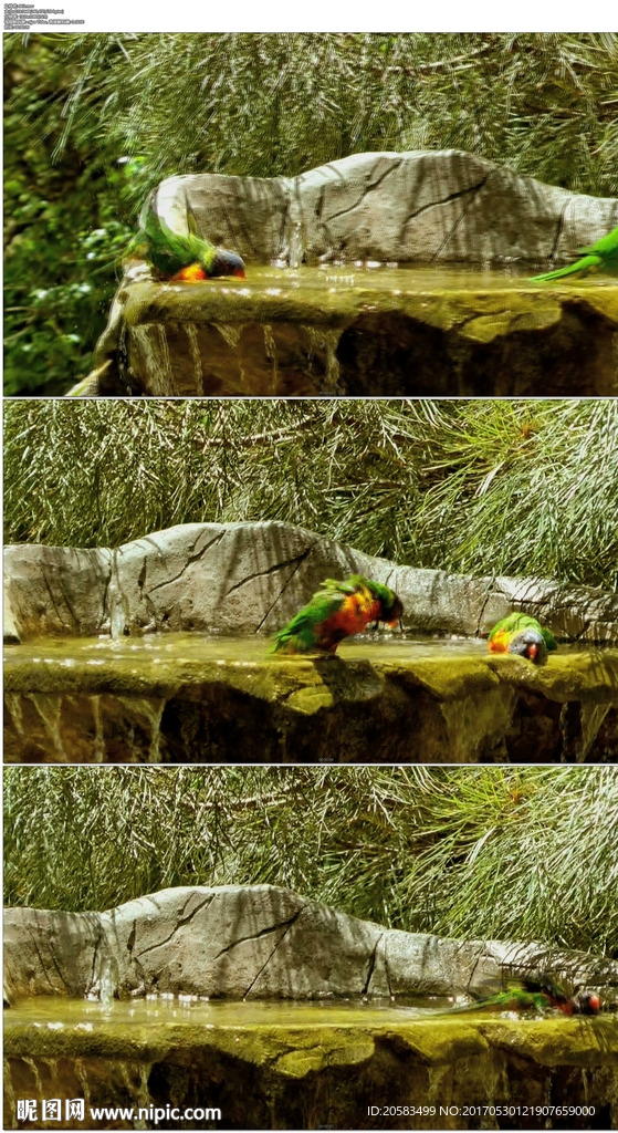 澳大利亚两只小鸟洗澡游泳