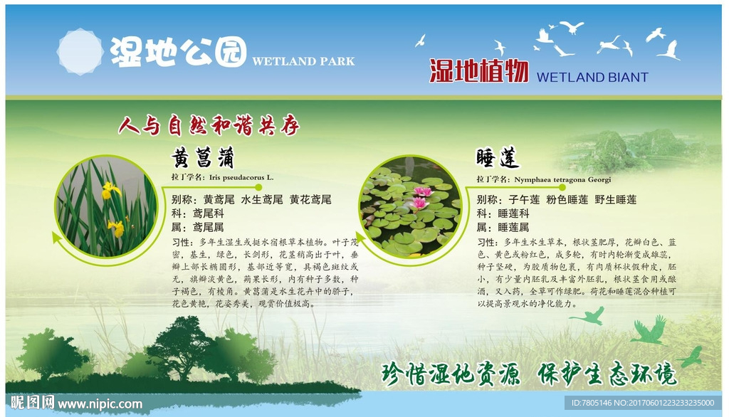 黄菖蒲 睡莲 千屈菜 植物园