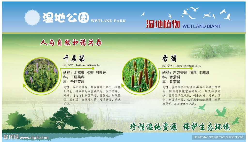 香蒲千屈菜植物展板