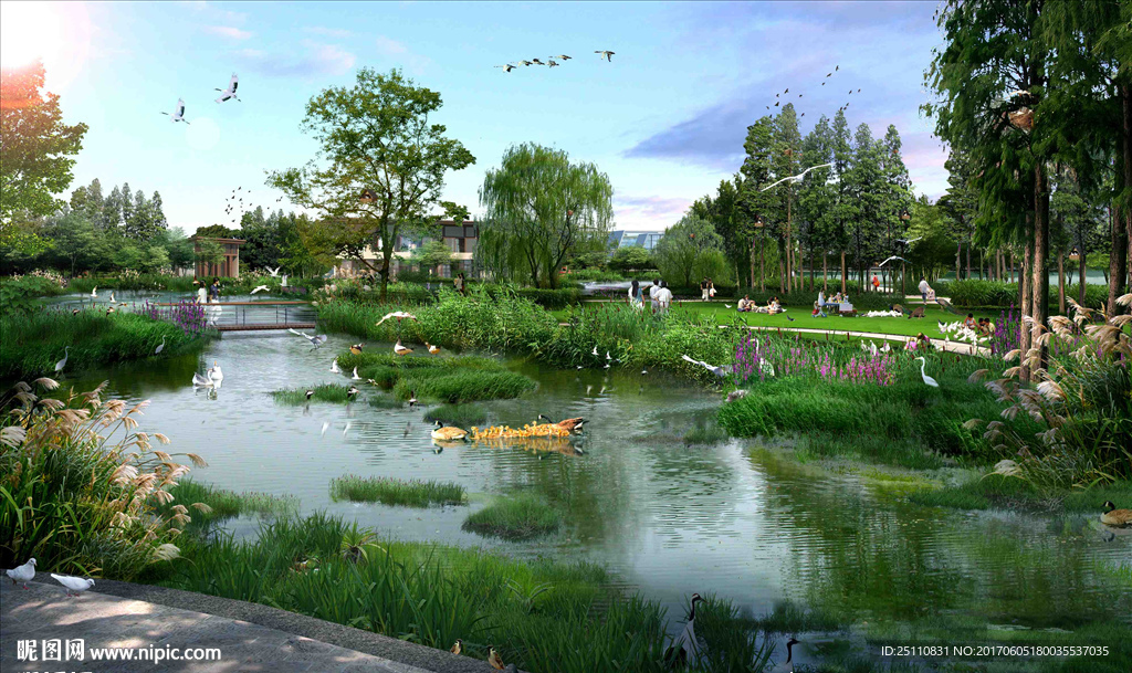湿地鸟类水生植物景观设计图