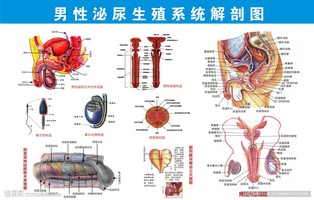 男性泌尿系统高清大图图片