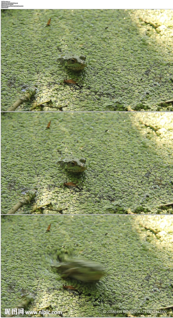 池塘青蛙捕食