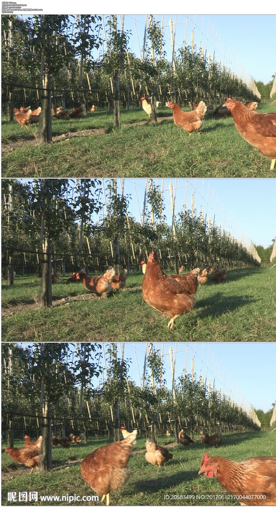 农场一群母鸡