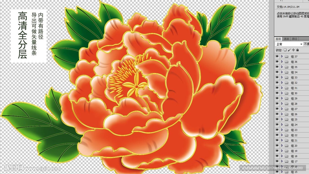 牡丹花